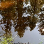 Williamson River Reflection